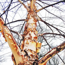 Betula nigra bark