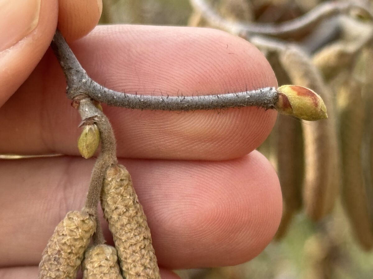 Horticulture Class at Bellefontaine Cemetery and Arboretum